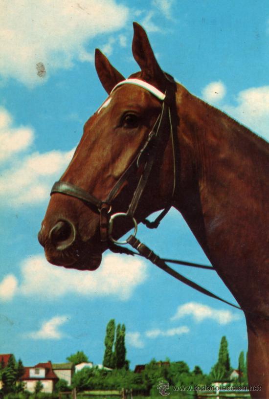 Postais: CABALLO ESCRITA CIRCULADA SELLOS