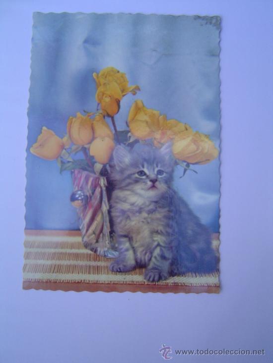Postcards: Bonita postal de un gato ramo de rosas