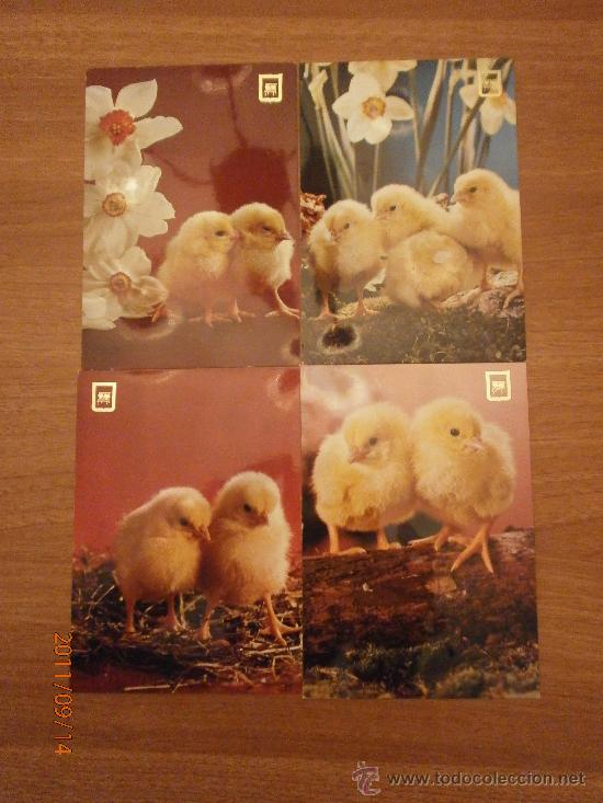 Postais: 4 POSTALES. POLLITOS DIFERENTES.