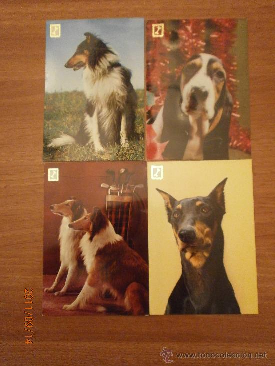 Cartes Postales: 7 POSTALES. PERROS DIFERENTES.