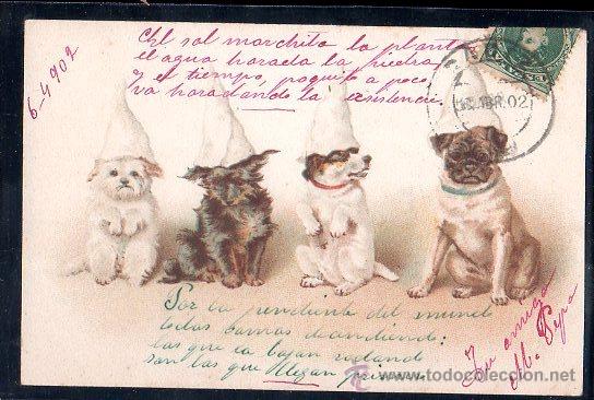 Postales: TARJETA POSTAL DE PERROS - Foto 1
