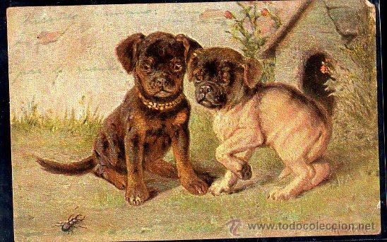 Postales: TARJETA POSTAL DE PERROS - Foto 1