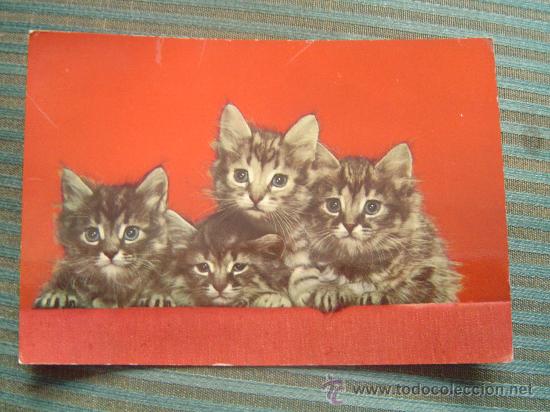Postales: Bonita postal de gatitos . - Foto 1