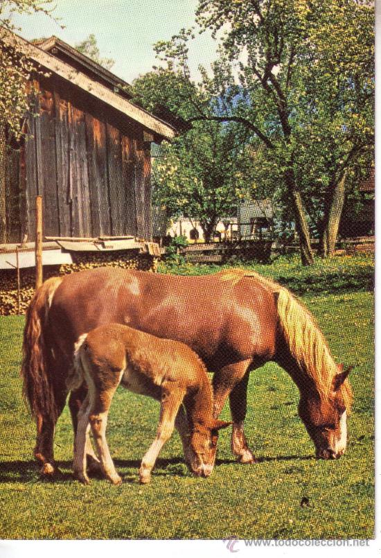 Cartes Postales: POSTAL CON FOTOGRAFIA DE CABALLOS