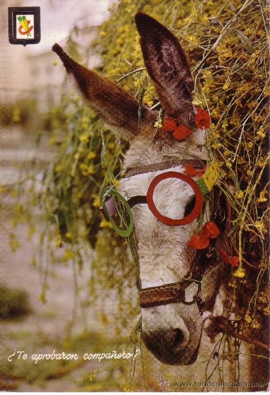 Cartes Postales: POSTAL CON UN BURRO