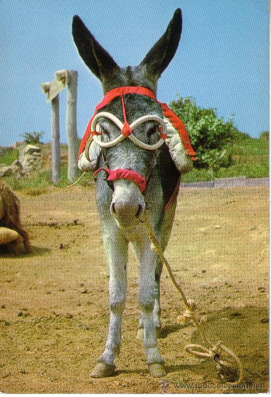 Cartes Postales: POSTAL CON UN BURRO