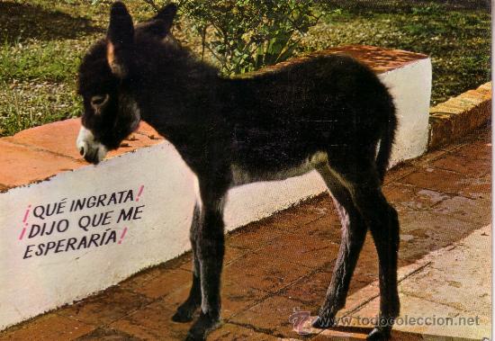 Cartes Postales: POSTAL CON UN BURRITO