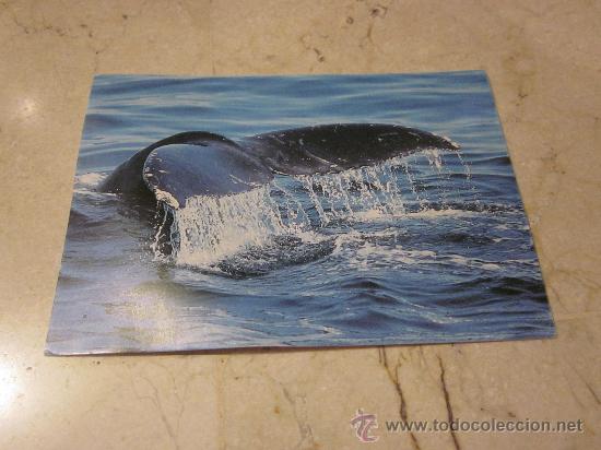 Cartes Postales: POSTAL GREENPEACE