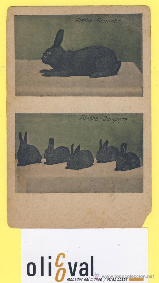 Cartes Postales: Postal conejo alaska rammler-alaska jugtiere-n&ordm;132 albert hoffmann-P-1314