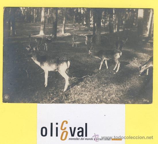 Cartes Postales: Postal   ciervos ediciones n. p.g . ref -557-8-P-1327