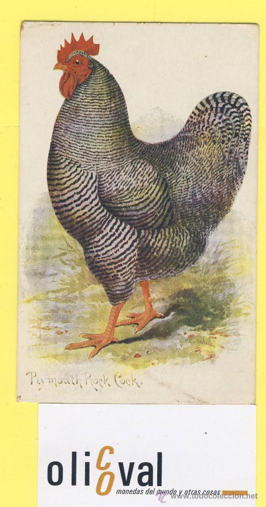 Cartes Postales: Postal   gallo plymouth rock cocjk raphael truch &bons&acute;oilette  n&ordm; 10012 -P-1343