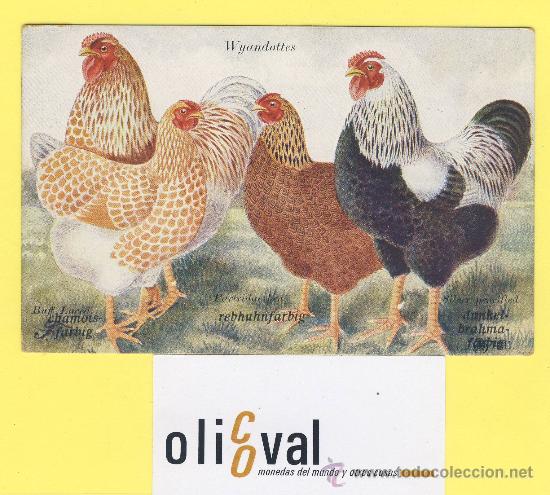 Cartes Postales: Postal   gallo wyandottes ed,f.farbing 1941bufflaced partridge siluerpencilled-P-1336