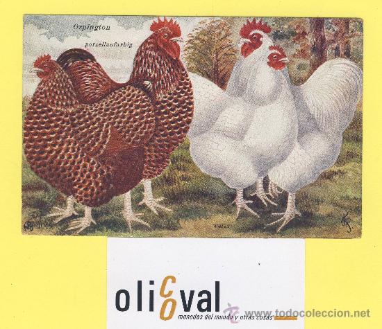 Cartes Postales: Postal   gallo ilustrador c,f,editor afm 1046   orpington porzellanfarbig weis-P-1340