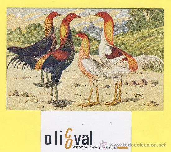 Cartes Postales: Postal   gallo ilustrador  j b -P-1339