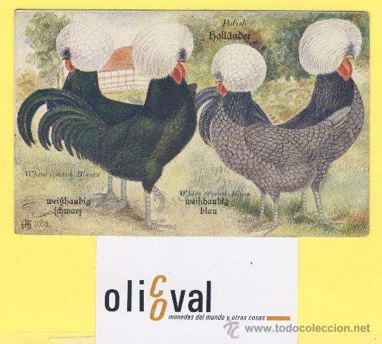 Cartes Postales: Postal gallo ilustrador c, f.editor afm 1058 polish holl&aacute;nder-white crested blacks -P-1337