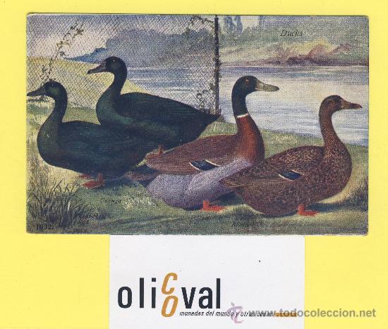Cartes Postales: Postal  patos -ducks cayuga rouen ref. 1032-P-1322