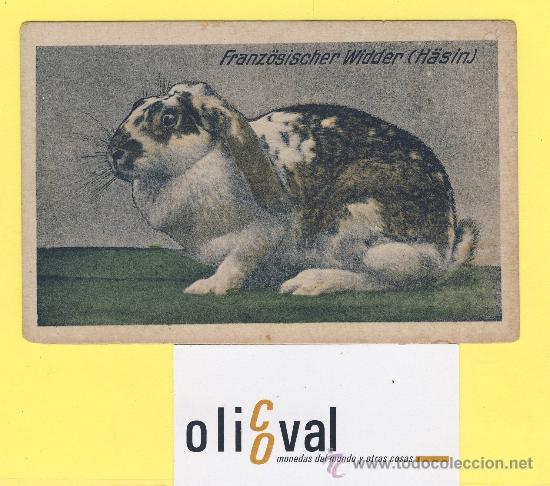 Cartes Postales: Postal   conejo franz&oacute;sischer winder -h&aacute;sin. ref 1307 albert hoffmann magdebug-P-1313