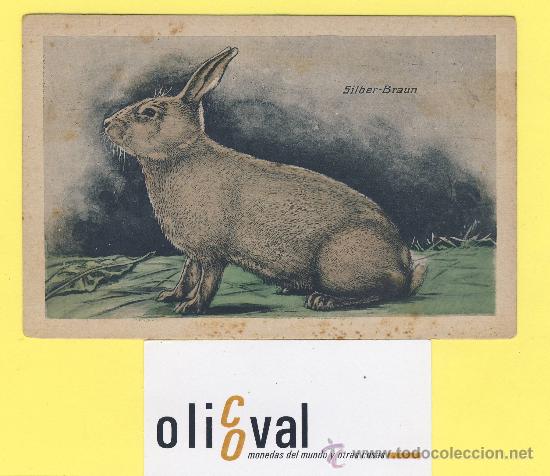 Cartes Postales: Postal   conejo  silber-braun . ref 1314 albert hoffmann magdebug--P-1312