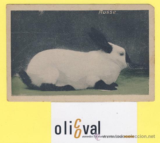 Cartes Postales: Postal   conejo   russe . ref 1328 albert hoffmann magdebug-P-1311