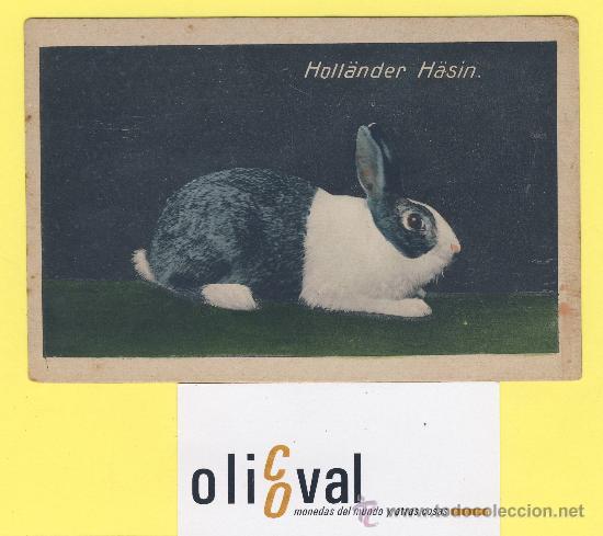 Cartes Postales: Postal   conejo   russe . ref 1328 albert hoffmann magdebug-P-1310
