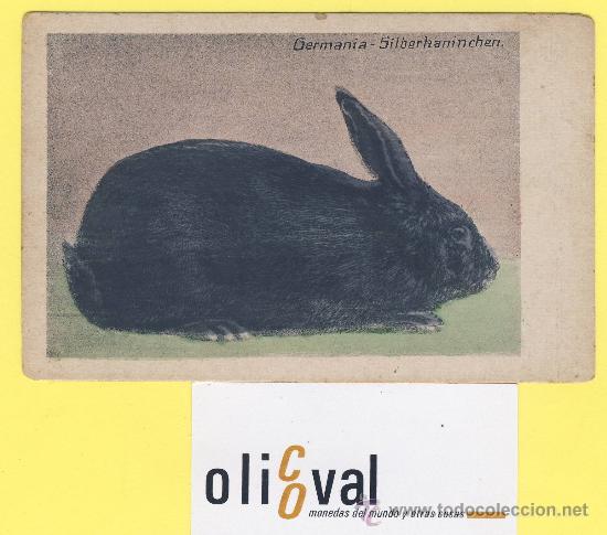 Cartes Postales: Postal   conejo   germania -silberkaninchen. ref 1306 albert hoffmann magdebug-P-1310