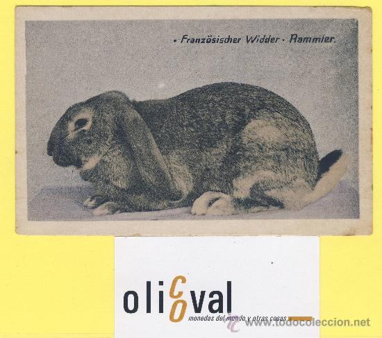 Cartes Postales: Postal   conejo   franz&ouml;sischer widder -rammier. ref 1306 albert hoffmann magdebug-P-1308