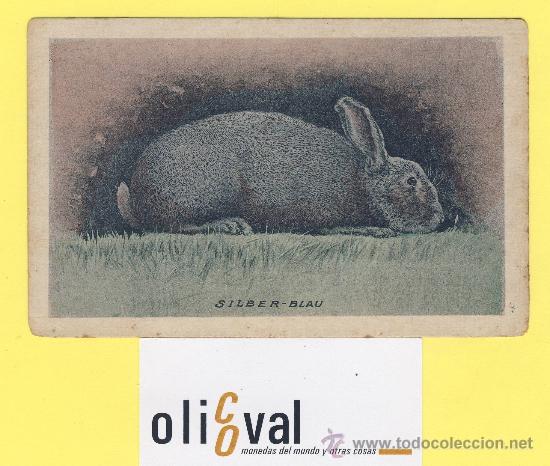 Cartes Postales: Postal   conejo   silber blau . ref 1313 albert hoffmann magdebug-2848-P1307