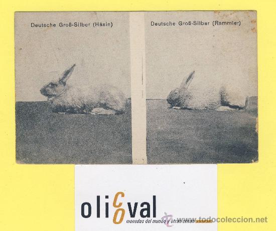 Cartes Postales: Postal conejo  deutsche grob-silber -hasin-rammier  . ref 1343 albert hoffmann magdebug-P1306