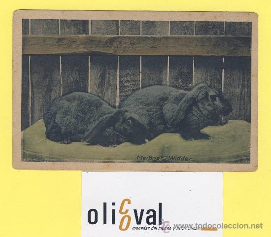 Cartes Postales: Postal   conejo deutsche grob-silber -hasin-rammier  . ref 1316 albert hoffmann magdebug-P-1305