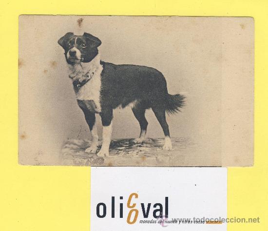Cartes Postales: Postal   perro . serie 152 anterior al 1906 -P-1315