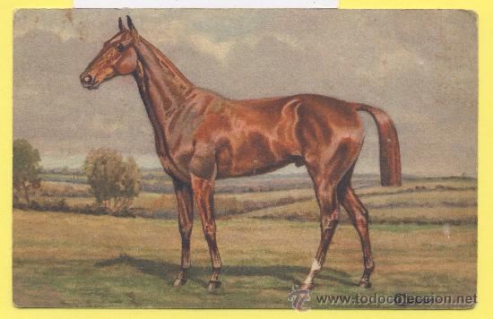 Cartes Postales: Postal   caballo ilustracion de c,lit&eacute;tien edition stehli n&ordm; 172 stzf suisse-P 1321