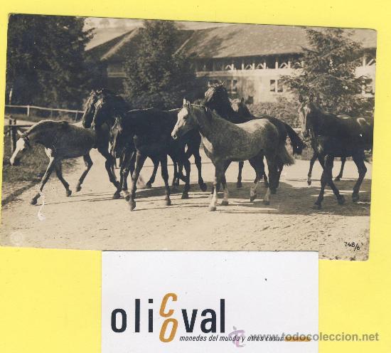 Cartes Postales: Postal   caballo  fotografia  748-6  sin editor -P 1319