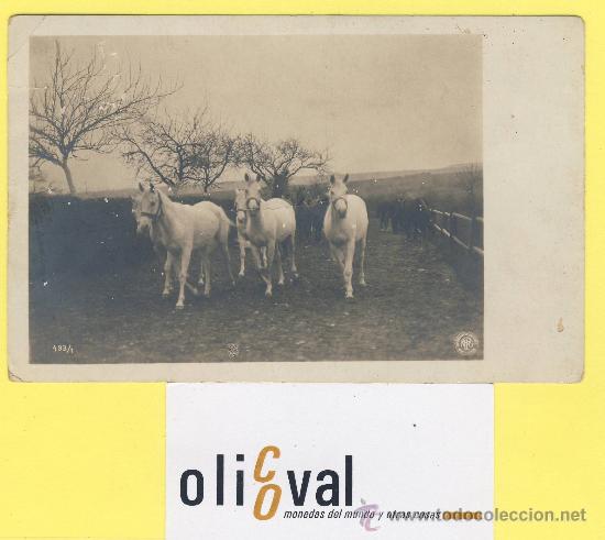 Cartes Postales: Postal   caballo  fotografia  748-6  sin editor a&ntilde;o 1900 ?-P 1318-