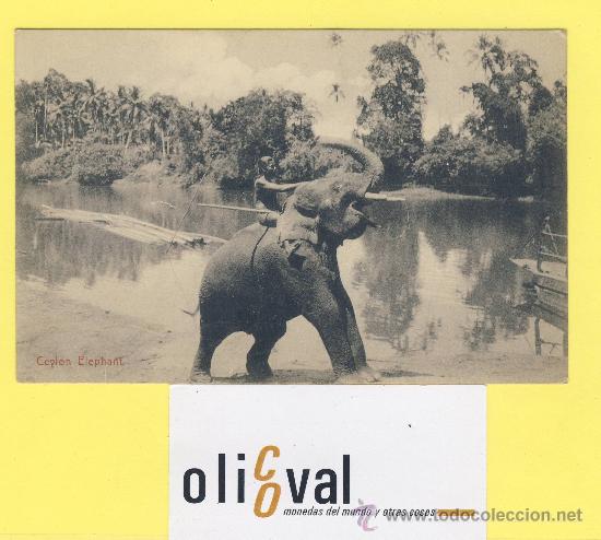 Cartes Postales: Postal  elefante ceylon elephant  n&ordm; 194 plat&eacute;&co. ceylon P-1325
