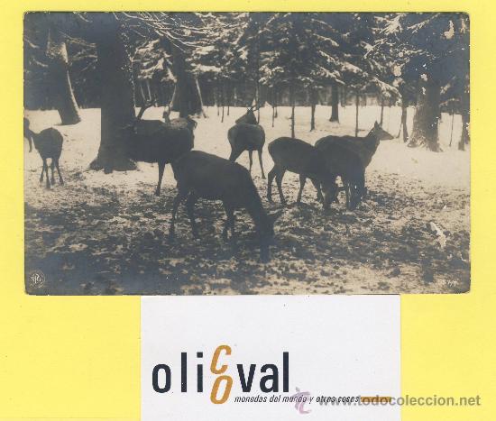 Cartes Postales: Postal  ilustracion ciervo  editorial n.p.g. 557-1-P-1316