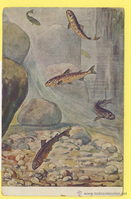 Cartes Postales: Postal  ilustracion trucha -peces serie III n&ordm; 8 ed.meinholds n&ordm; 131 forelle-P-1344