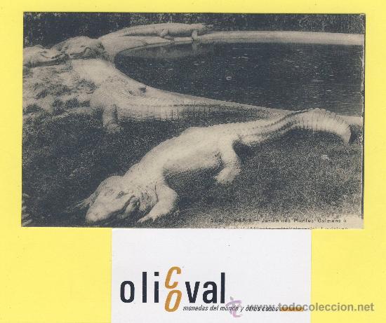 Cartes Postales: Postal  cocodrilo 216 paris jardin des plantes caimans -P-1330