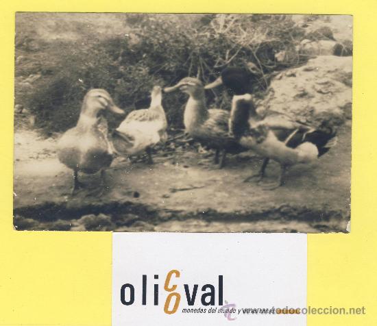 Cartes Postales: Postal  pato fotografia postal del fotografo jose m&ordf; cabedo valencia- P-1323