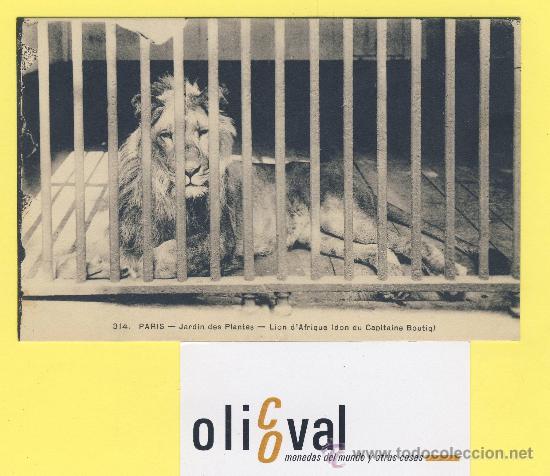 Cartes Postales: Postal  leon -314 paris jardindes plantes lion d&aacute;frique du capitaine boutiq-P-1328