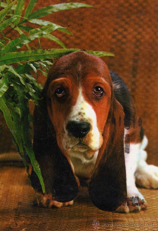 Cartes Postales: POSTAL ANIMALES PERROS ESCRITA CIRCULADA DOS SELLOS EDICIONES SAVIR 6142/2