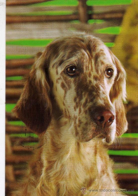 Cartes Postales: POSTAL PERROS ESCRITA CIRCULADA SELLO EDICIONES CYZ 7892-C