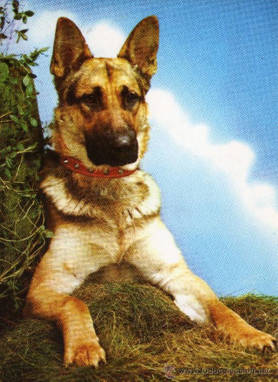 Postais: POSTAL ANIMALES PERRO ESCRITA CIRCULADA SELLO COLECCI&Oacute;N PERLA 255/4