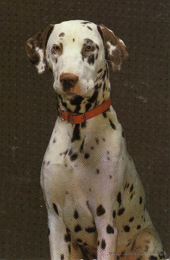 Cartes Postales: POSTAL ANIMALES PERRO ESCRITA CIRCULADA SELLO EDICIONES CYZ 7611/29-A