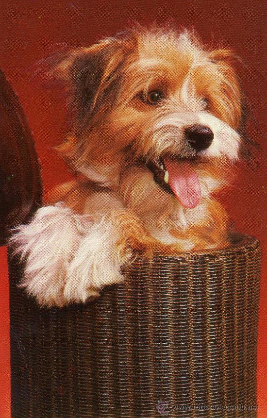 Cartes Postales: POSTAL ANIMALES PERRO ESCRITA CRCULADA DOS SELLOS EDICIONES CYZ