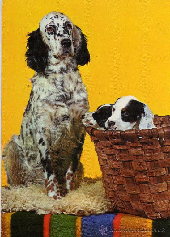 Cartes Postales: POSTAL ANIMALES ESCRITA SIN CIRCULAR EDICIONES SAVIR 836
