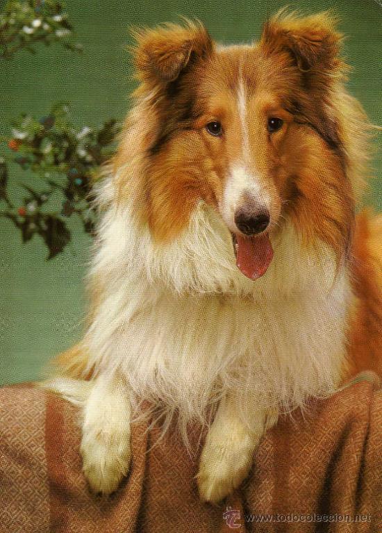 Cartes Postales: POSTAL ANIMALES PERRO ESCRITA CIRCULADA SELLO EDICIONES CYZ 7611729-c