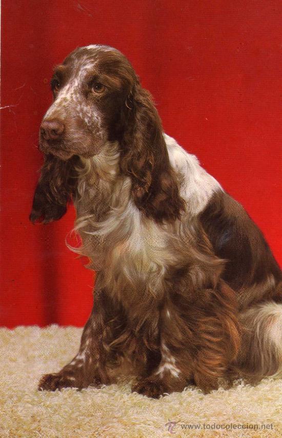 Postcards: POSTAL ANIMALES PERRO ESCRITA CIRCULADA DOS SELLOS EDICIONES CYZ 7664/29-C