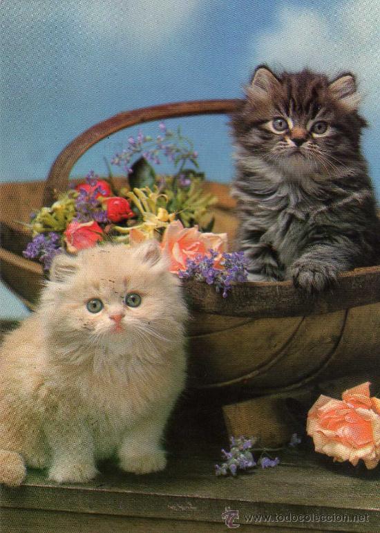 Cartes Postales: POSTAL ANIMALES GATO ESCRITA CIRCULADA CINCO SELLOS EDICIONES CYZ 7466/31-B