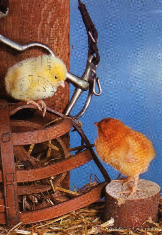 Cartes Postales: POSTAL ANIMALES ESCRITA CIRCULADA DOS SELLOS COLECCI&Oacute;N PERLA 171/1