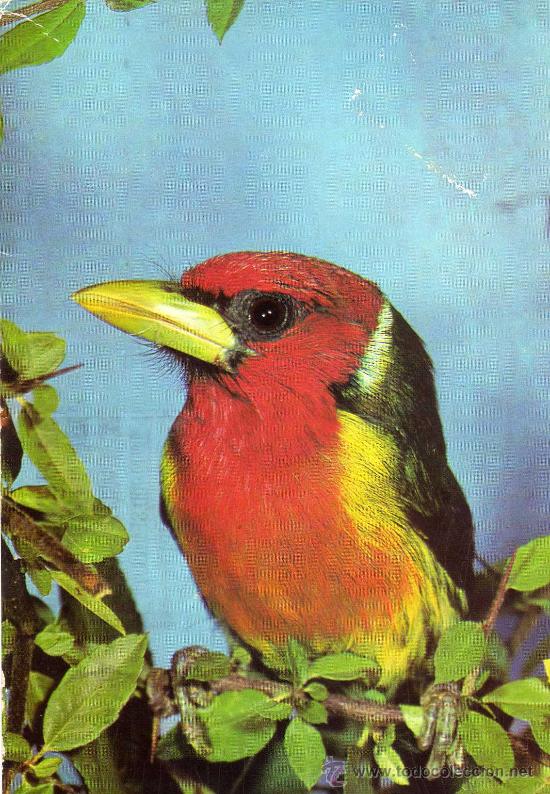 Cartes Postales: P&Aacute;JAROS N&ordm; 1 BARBUDO DE CABEZA ROJA ESCRITA CIRCULADA SELLO EDICIONES BERGAS